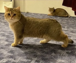 Britisch Kurzhaar (BKH) Kitten suchen ein liebevolles Zuhause   