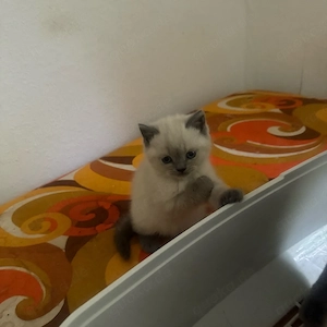 bkh baby katze