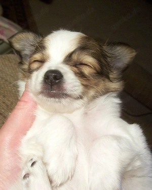 Chihuahua Welpen