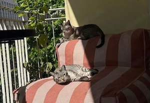 Mia und Zoe in Wiesbaden (ALO) Bild 2