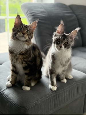 junge typvolle Maine Coon Kater & Katze