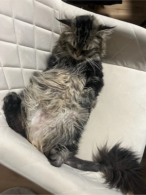 Wurfankündigung Main Coon Kitten