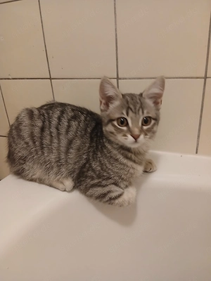 Liebevolle Katze sher süß und sher verspielt siam mix bhk 