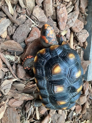 **Köhlerschildkröte**Geochelone-Carbonaria**NZ2021**0.1