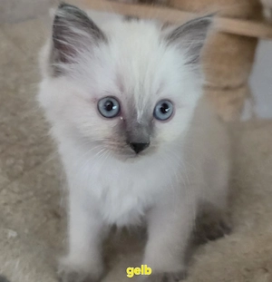 Süße Bima-Ragdoll-Kitten suchen neue Dosenöffner