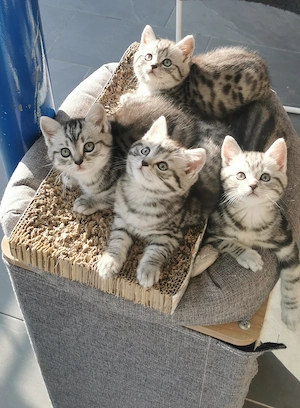 BKH Kitten Black Silver Tabby Classic und Spotted