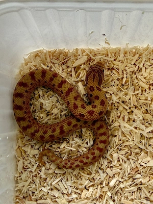 Heterodon nasicus Hakennasennattern