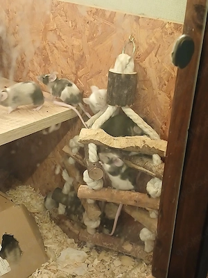 junge farbmäuse böcke