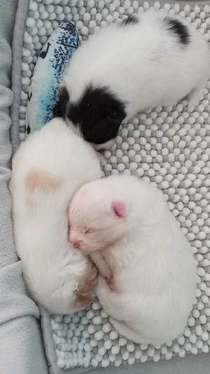 Unsere Wunderschöne Reinrassigen Pomeranian Welpen sind da!