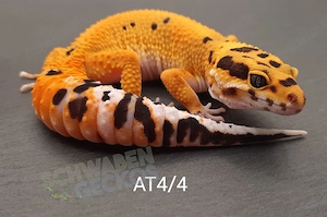 Leopardgecko Weibchen Afghan Tangerine 