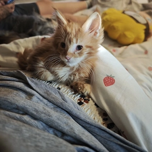 Mainecoon Kater