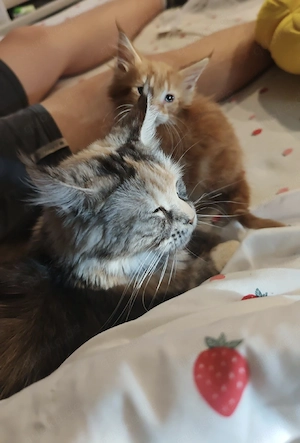Mainecoon Kater
