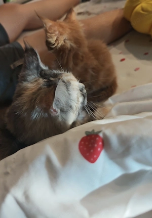 Mainecoon Junge 