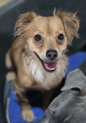 Kleine Hündin Nala stellt sich vor