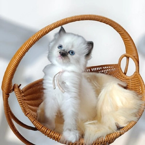 ****Heilige Birma Katze 6 Wochen Seal Tortie Point 