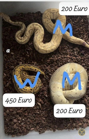 Schlangen wg Umzug zu verkaufen 