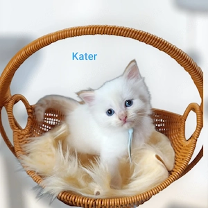 Heilige Birma Kater 6 Wochen Creme Point