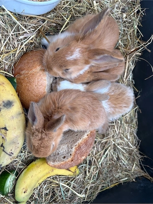 Deutsche Riesen Babys suchen ihr Zuhause 
