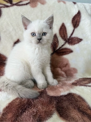Süße Britisch-Kurzhaar-Babykatzen suchen ein liebevolles Zuhause