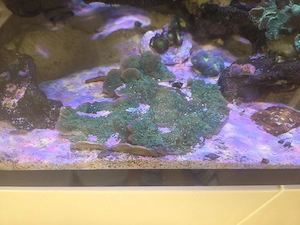 Verschiedene Montipora Korallen Meerwasser 