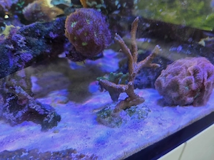 Verschiedene Montipora Korallen Meerwasser 