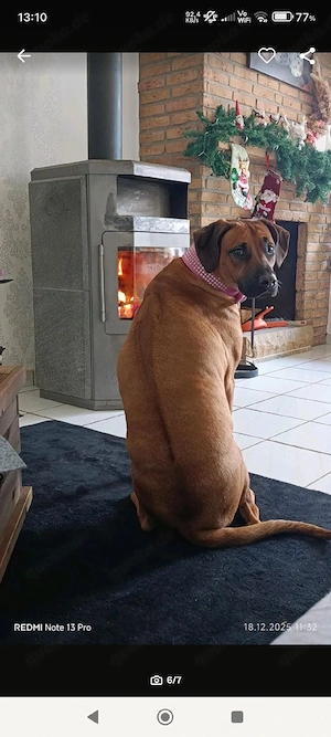 Wunderschöne Rhodesian Ridgeback Welpen