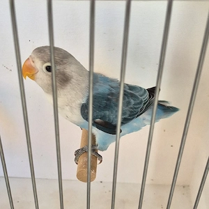 Pfirsichköpfchen 