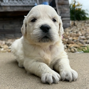 Wunderschöne Golden-Retriever-Welpen   Suchen ein liebevolles Zuhause?