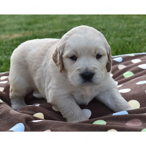 Wunderschöne Golden-Retriever-Welpen   Suchen ein liebevolles Zuhause?