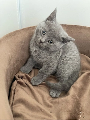 BKH Kitten 