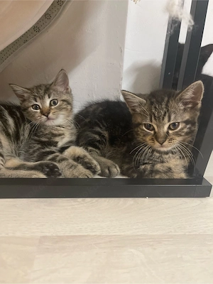 BKH Kitten 