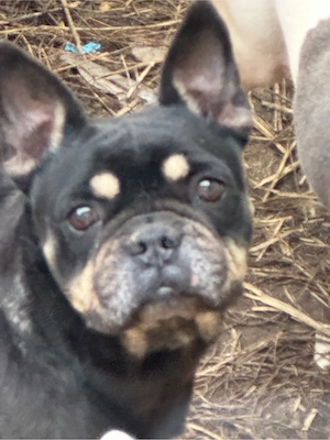 Französische Bulldoggen Hündinnen abzugeben 