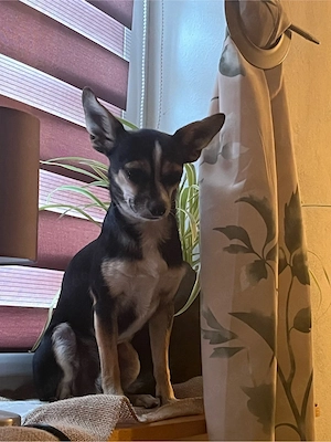 Floki   erfahrener Chihuahua-Deckrüde