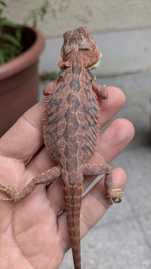 Bartagame Red Leatherback 1.0 Pogona Vitticeps 