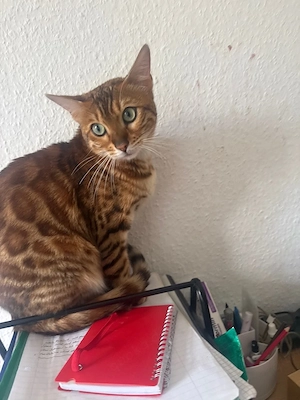 reinrassige Bengal, Katze