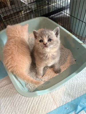 Britisch Kurz Haar Kitten 