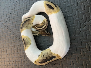 Königspyrhon 0.1 Piebald Yellowbelly 