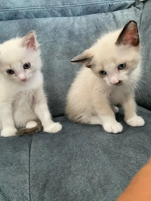 babaykatzen Kätzchen 