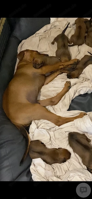Rhodesian Ridgeback (Li.) Junghunde, sorgen garantiert für begeisterte Herrchen (RECHTS)  10 Monate