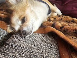 Chihuahua 