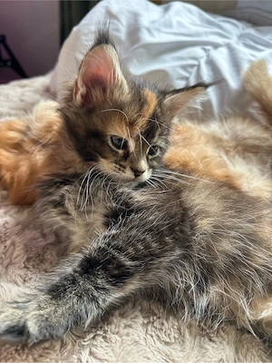 XL Maine Coon Kitten 
