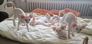Bezaubernde Siamesen kitten 