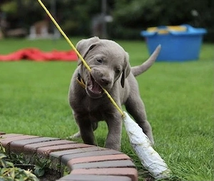 Premium Silber Labrador Welpen mit Papieren 