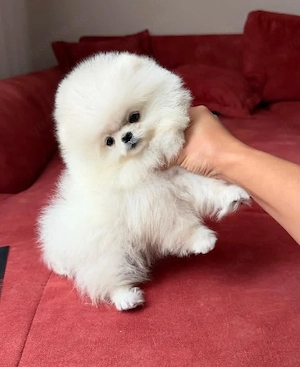 Pomeranian-Welpen (männlich und weiblich) suchen ein neues Zuhause.