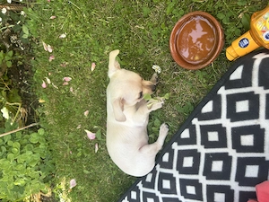 Reinrassige Chihuahua Dame bis 30 cm ausgewachsen 