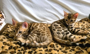  Exklusive Bengalkitten mit Traumzeichnung suchen liebevolles Zuhause