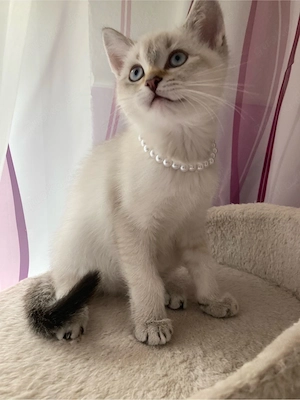 Zuckersüßer BKH Tabby Point Junge ist abgabebereit!