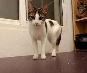 Sweetheart Kiki bei München (ALM)