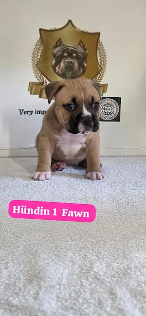 American Pocket Bully 