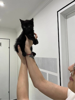 zwei Geschwisterkitten